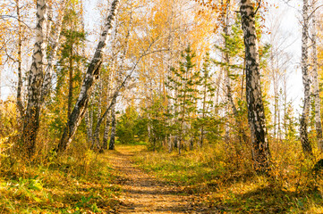 Fototapeta premium Sunny day in autumn park