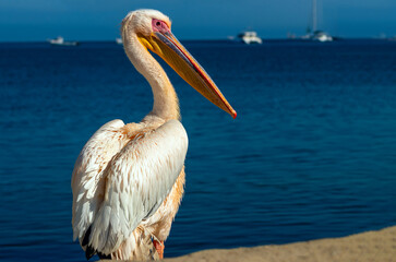 A lonely  white pelican stands on the shores of the atlantic ocean