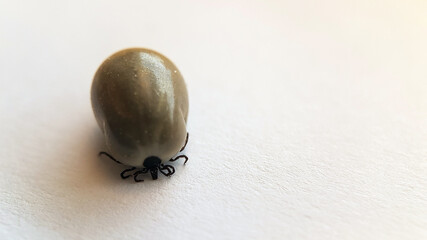Tick on a white sheet of paper - a macro photo.