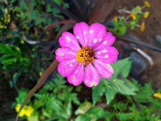 Obraz premium pink and yellow flower