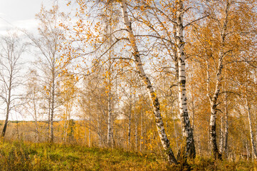 Autumn landscape: birch forest in autumn yellow shades