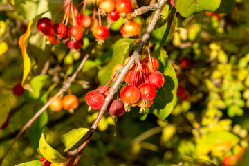 Small wild apples among the leaves of an autumn apple tree