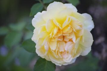 アプリコットの薔薇の花