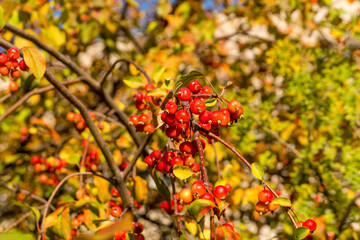 Small wild apples among the leaves of an autumn apple tree