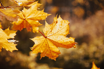 Naklejka na ściany i meble Autumn maple leaves sunlight backlit. Autumn maple leafs fall. Maple leaves backlit in autumn. Autumn maple leaves fall