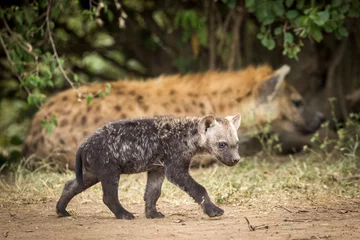 Poster Cute hyena cub walking in Masai Mara in Kenya © stuporter
