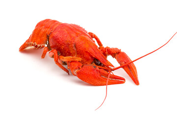 Boiled Fresh Crayfish,Crawfish,  isolated on white background