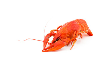 Boiled Fresh Crayfish,Crawfish,  isolated on white background