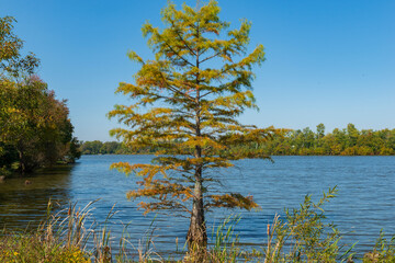 Obraz premium Cypress tree in a lake