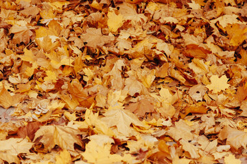 Autumn background with colorful maple leaves laying on the ground. Natural yellow leaf carpet. Foliage wallpaper, maple foliage