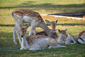 group of spotted deer or chital deer in a zoo
