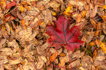 Red maple leaf on the ground
