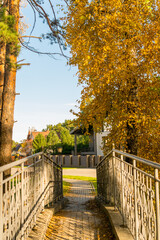 Fototapeta na wymiar Autumn alley with golden birches and pines