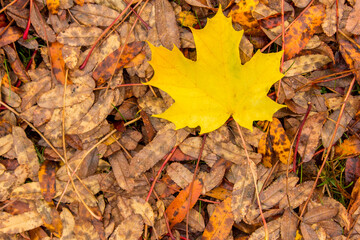 Closeup on yellow maple leaf on the ground