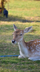 female spotted deer or chital deer, Close up portrait of a female spotted deer