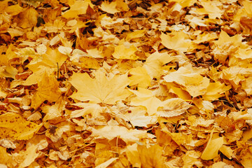 Autumn background with colorful maple leaves laying on the ground. Natural yellow leaf carpet. Foliage wallpaper, maple foliage