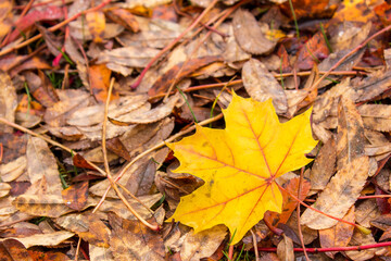 Closeup on yellow maple leaf on the ground