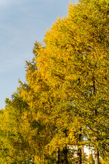 Fototapeta premium Autumn larch branches against a blue sky