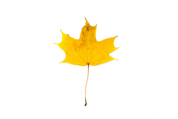 beautiful autumn leave isolated on white background