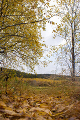 Autumn scenery with yellow leafs 