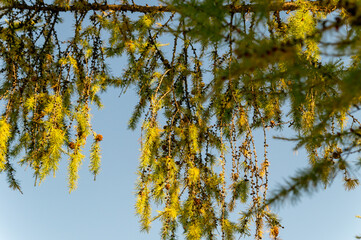 Autumn larch branches against a blue sky