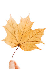One autumn yellow maple leaf isolated on a white background