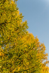 Autumn larch branches against a blue sky