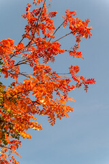 Autumn rowan branches against the blue sky