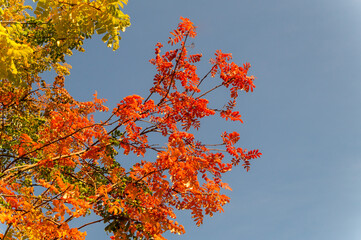 Autumn rowan branches against the blue sky