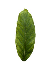 Fototapeta premium Cananga leaf,(Lagerstroemia speciosa (L.) Pers.),Beautiful leaf patterns.green leaves isolated on white background.