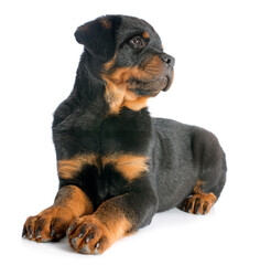 puppy rottweiler