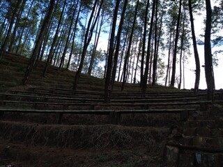 morning in the forest