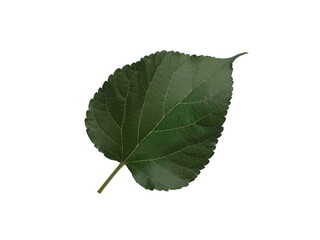 Fototapeta premium Mulberry leaves. Green leaves isolated on white background.