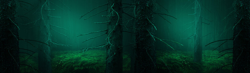 Fir forest panorama. Landscape in dark misty coniferous wood, old fir trees with dry dead branches and ferns