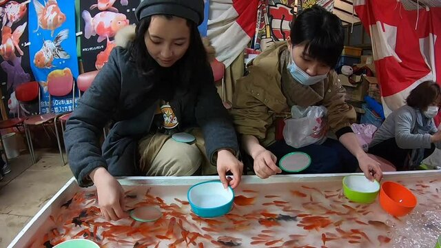 Asian sisters participating in goldfish scooping at a Japanese festival. Japanese fishing game, try to catch colorful goldfish with thin paper net