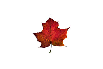 beautiful autumn leave isolated on white background