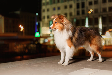 Shetland sheppdog dog in the city  at night. 