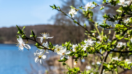A blooming tree with white flowers against the background of a lake on a sunny day.