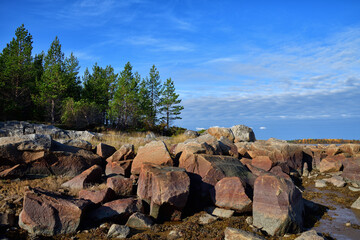 Forest on the White Sea in Karelia, Russia