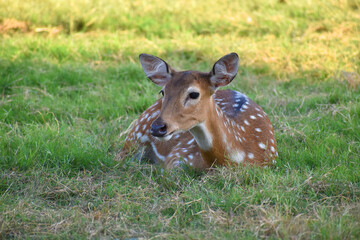 female spotted deer or chital deer, Close up portrait of a female spotted deer