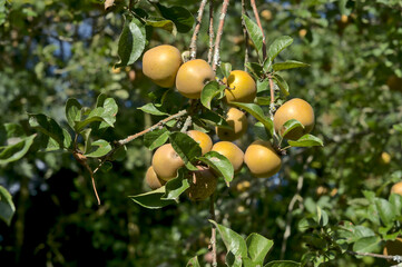Apples in grape, autumn, Brittany (France)