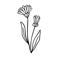 Calendula outline hand drawn element. Herbs doodle botanical icon calendula for logo. - obrazy, fototapety, plakaty