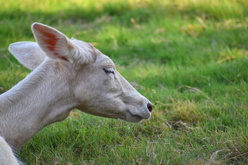 Beautiful Portrait of a white deer in zoo