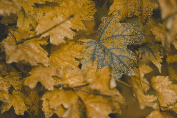 Autumn Leaves On Tree. Close up