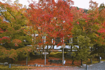 Obraz premium Autumn leaves at Eikando Zenrinji, Kyoto, Japan