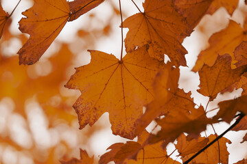 Season of beautiful autumn leaves