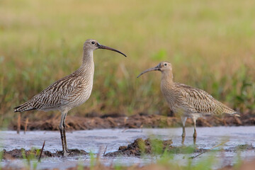 Eurasian or common curlew, couple of birds in water Numenius arquata - obrazy, fototapety, plakaty