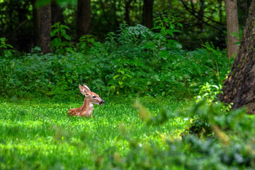 deer in the forest