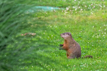 Groundhog in grass
