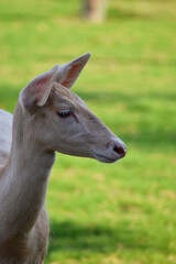 Beautiful Portrait of a white deer in zoo